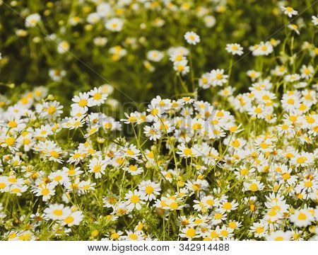 Chamomile Flowers. Pharmaceutical Camomile. Medicinal Plant Chamomile, Lowering