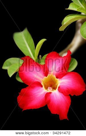 Desert Rose çiçek