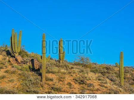 Saguaro Cactus (carnegiea Gigantea) At The Tonto National Forest In The Sonoran Desert. Maricopa Cou