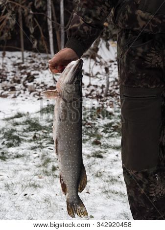 River Fish Pike In The Hands Of A Fisherman, Caught In Winter Fishing.