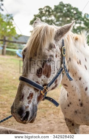 Beautiful Horse Stands Calmy With Eyes Closed With Blurred Background