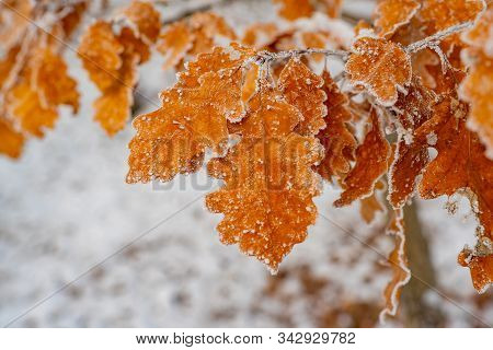 Winter Forest And Nature Atmosphere. Seasonal Garden. Cold Weather And Beautiful Nature In Winter. B