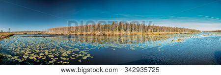 Berezinsky, Biosphere Reserve, Belarus. Autumn Landscape With Lake Pond River And Beautiful Birch Fo