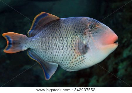 Yellowmargin Triggerfish (pseudobalistes Flavimarginatus)  In Sea Water