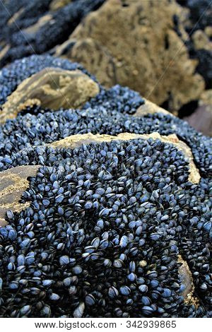 Closeup Of Lots Of Mussels On A Rock At Derrynane Beach On The Ring Of Kerry In Ireland
