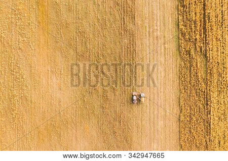 Aerial View Of Rural Landscape. Combine Harvester And Truck Working Together In Field, Collects Seed