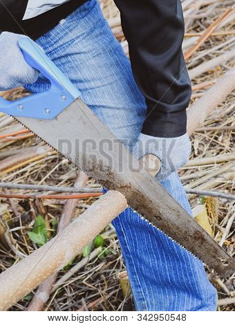 Man Saws Sawing A Tree Branch. Wood Sawing With A Hand Saw.