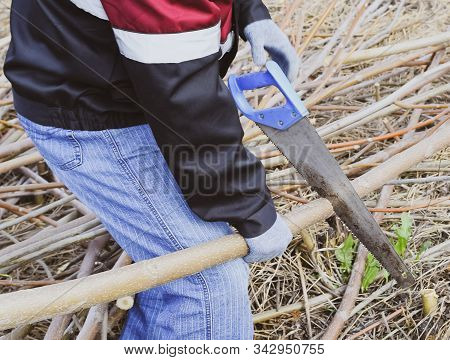 Man Saws Sawing A Tree Branch. Wood Sawing With A Hand Saw.