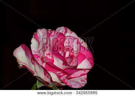 Beautiful Rose With Red And White Petals, A Beautiful Flower For A Declaration Of Love
