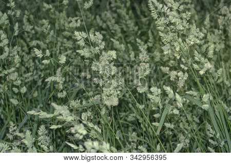 Hedgehog Field Grass National Team Close-up. Selective Focus. Dactylis Glomerata