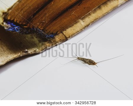 Pest Books And Newspapers. Insect Feeding On Paper - Silverfish. Pest Books And Newspapers.