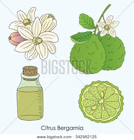 Herbs, Spices And Seasonings Collection. Vector Hand Drawn Illustration Of Citrus Bergamia, Flowers 