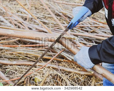 Sawing With A Hand Saw Of A Wood Branch. Man Saws Sawing A Tree Branch. Wood Sawing With A Hand Saw.