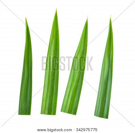 Fresh Green Pandan (screwpine) Leaves Isolated On White Background.