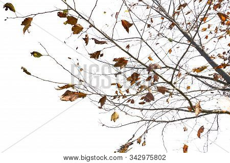 Maple Tree Isolated On A Whiteb Ackground.
