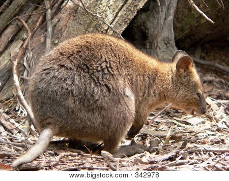 Quokka4