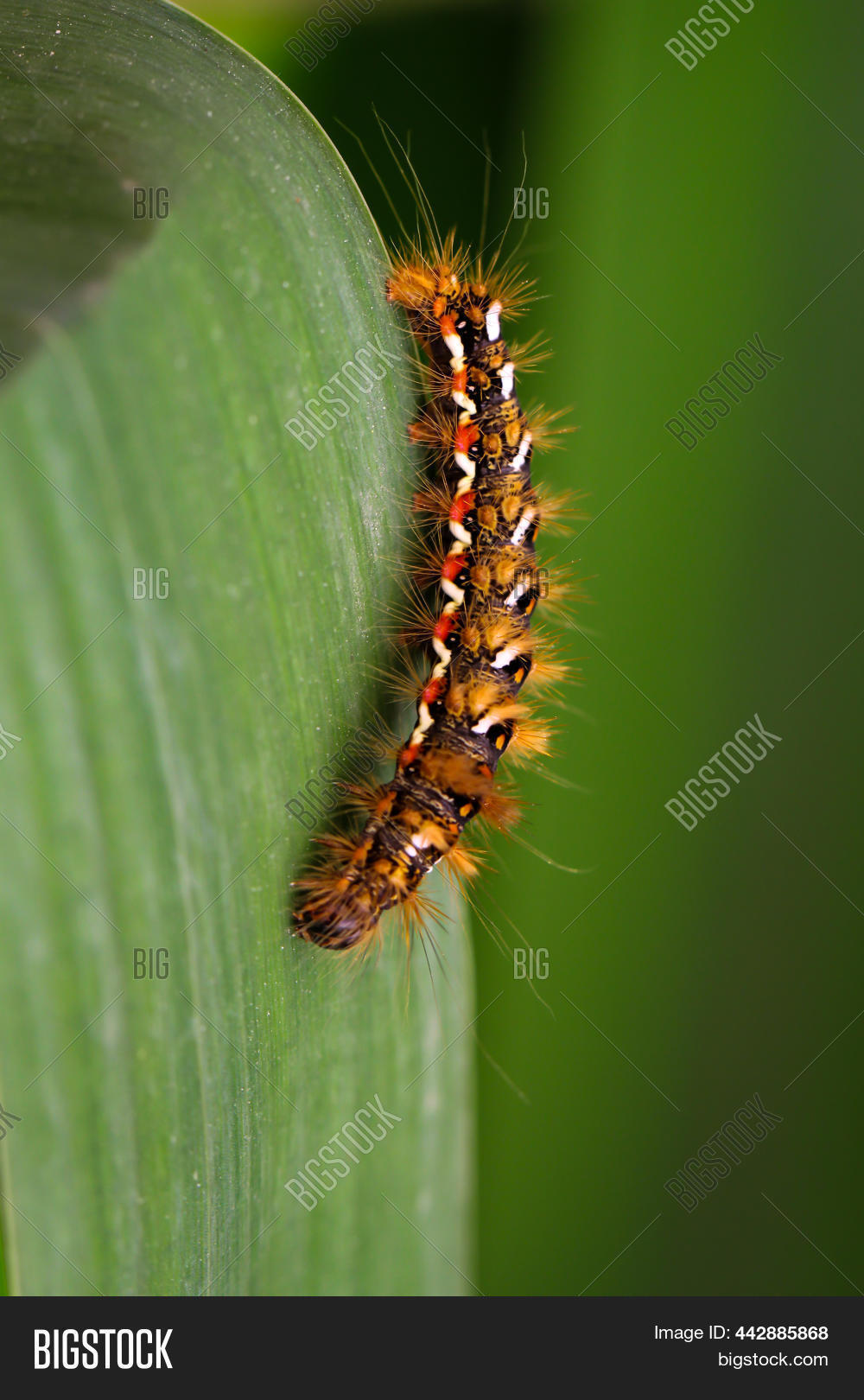 Caterpillar Gold Afer Image & Photo (Free Trial) Bigstock
