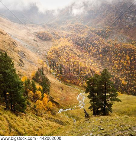 Rainy Autumn Day. Trees In Autumn Foliage On A Hillside. Yellow Grassy Meadow, Stream Flows From The