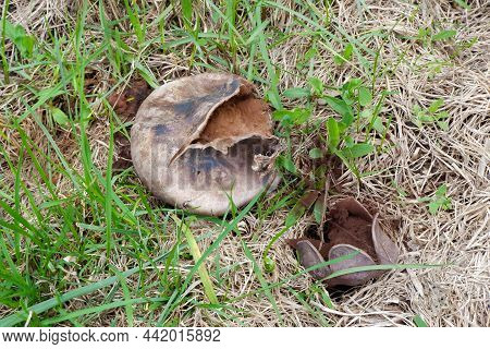 Geopora Sumneriana Mushroom. Two Rare Mushrooms Growing In The Park In Spring