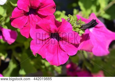 Pink Surfinia Flowers - Latin Name - Petunia Surfinia Hybrids