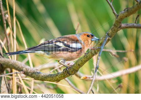 Common Chaffinch, Fringilla Coelebs, Sits On A Branch In Spring On Green Background. Common Chaffinc