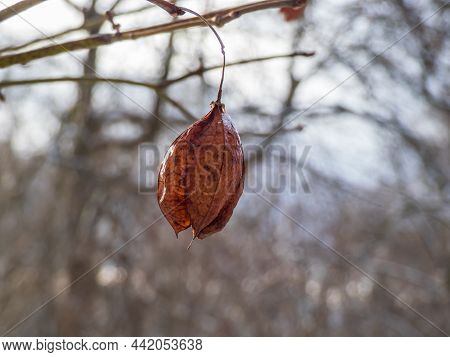 Close-up Shot Of Dried Out, Brown 3-pointed, Inflated, Bladder-like Seed Capsules Of The American Bl