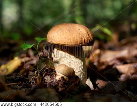 White Mushrooms In The Woods, On A Background Of Leaves, Bright Sunlight