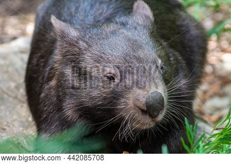 Portrait Of A Common Wombat (vombatus Ursinus) In Australia.