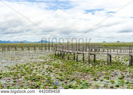 Beautiful View Of Wooden Bridge On Lotus Lake At Khao Sam Roi Yod National Park, Thailand.