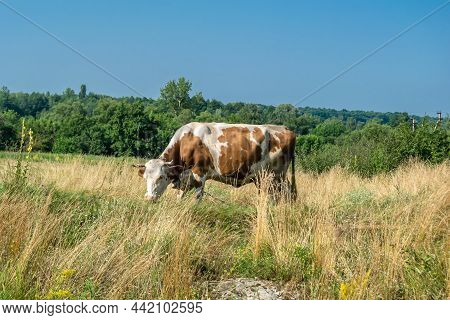 Photography On Theme Beautiful Big Milk Cow