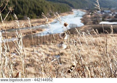 View Of Dry Autumn Plants And Grass Against River And Forest , Landscape Beauty In Nature, Neutral B