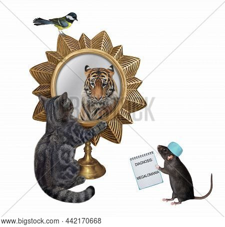 A Gray Cat Sees A Tiger In A Star Shaped Mirror. A Rat Doctor Diagnoses Him With Megalomania. White 