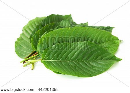 Hand Holding Green Mitragyna Speciosa Korth Leaves (kratom) Isolated On White Background, Health Car