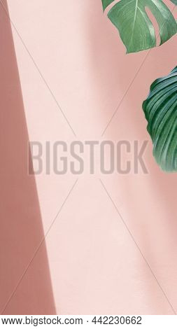 Natural green Calathea Orbifolia by pink pastel wall