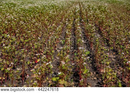 Buckwheat Blooms In The Field. White Flowers. Sky With Dark Clouds.
