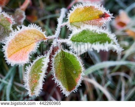 Close-up Of Dry Leaves With Rime. First Frosts
