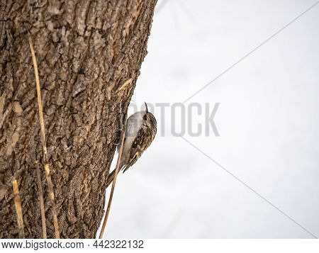 Little Bird Eurasian Treecreeper Crawling On A Tree In Winter. Nature Background. Bird: Short Toed T