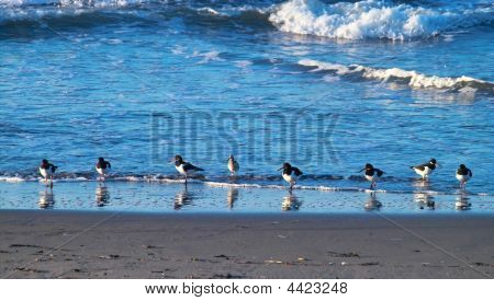 Pájaros en la playa
