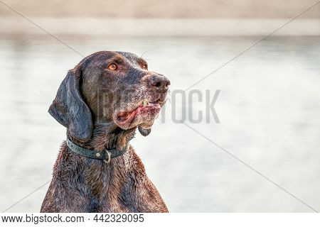 Detailed German Short Haired Pointer Head, Gsp Dog Sits On The Beach Of A Lake During A Summer Day. 