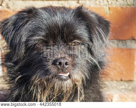 Portrait Of A Domestic Village Dog. A Cute Black Fluffy Mixed Breed Dog Looks Into The Camera. Favor