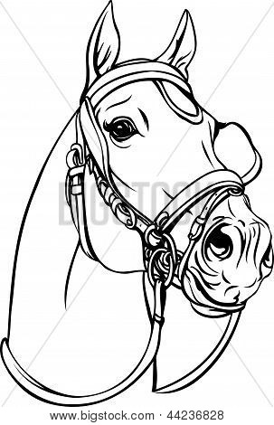 Hest hoved