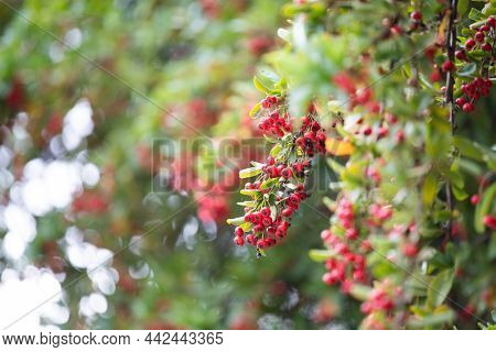 Red berries on rowen tree - closeup photo 