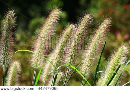 Amazing View Of Pennisetum Feather(fountain Grass,pennisetum Setaceum),close-up Of Brown With Yellow