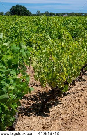 Winemaking In  Department Var In  Provence-alpes-cote D'azur Region Of Southeastern France, Vineyard