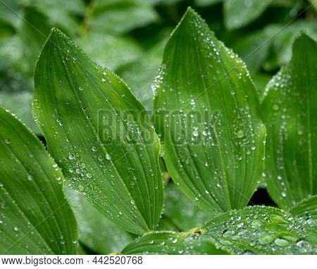 Botanical Collection, Green Leaves Of Polygonatum Multiflorum Solomon's Seal Medicinal Plant