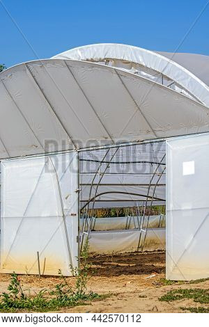 Open Poly Tunnel Door Vegetables Farming Agriculture