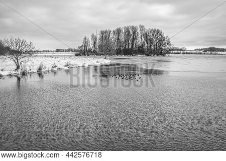 Monochrome Dutch Winter Landscape With Coots In An Increasingly Frozen Lake. The Photo Was Taken On 