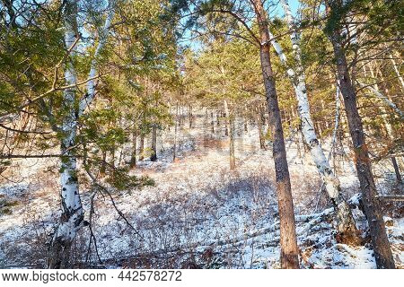 Winter Landscape With Snow Covered Trees In Cold Forest