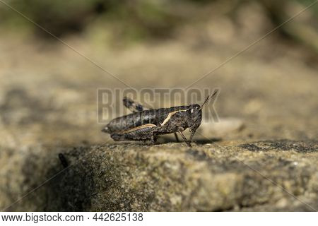 Isolated Cricket Insect Living On Wild Natural Habitat, Wildlife Macro Animal