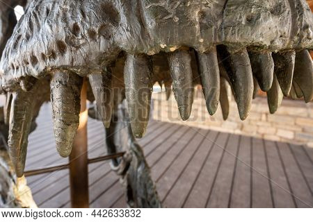 Big Bend National Park, United States: January 28, 2021: Teeth Of T-rex Skull In Display In Big Bend